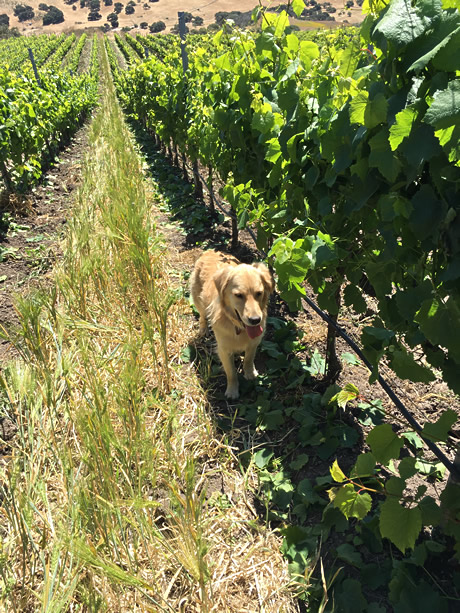 dog emily in the vineyard