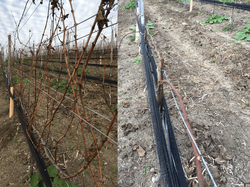 before and after vine pruning